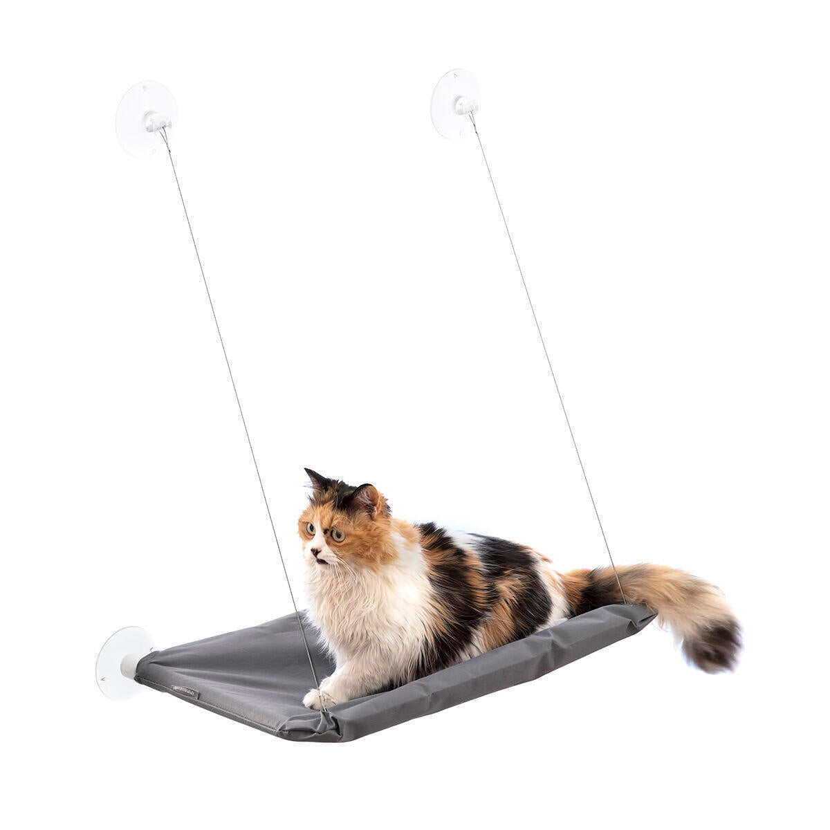 Cat relax
