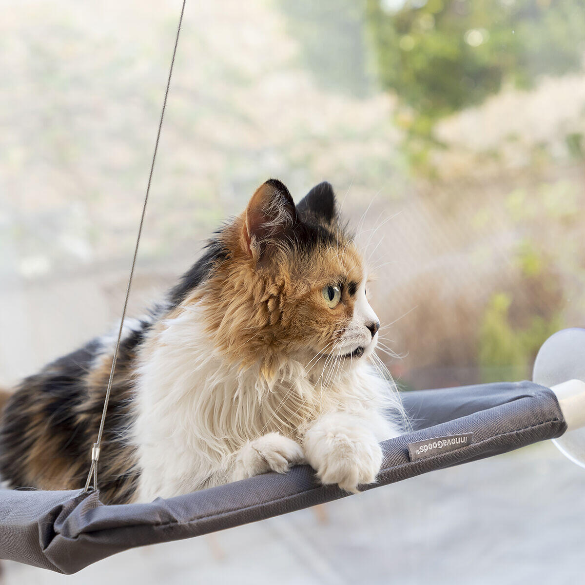 Cat relax